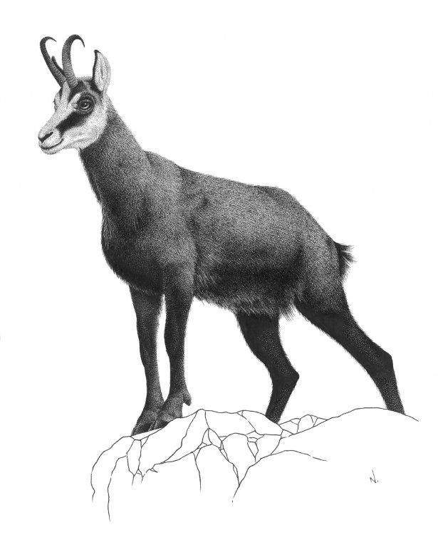 Kamzík horský – Perokresba